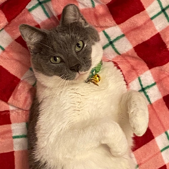 Meet your Posher, Toff - Picture 3 of 3